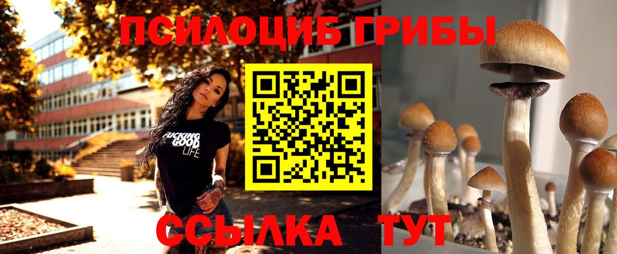 Псилоцибиновые грибы Psilocybe Алапаевск